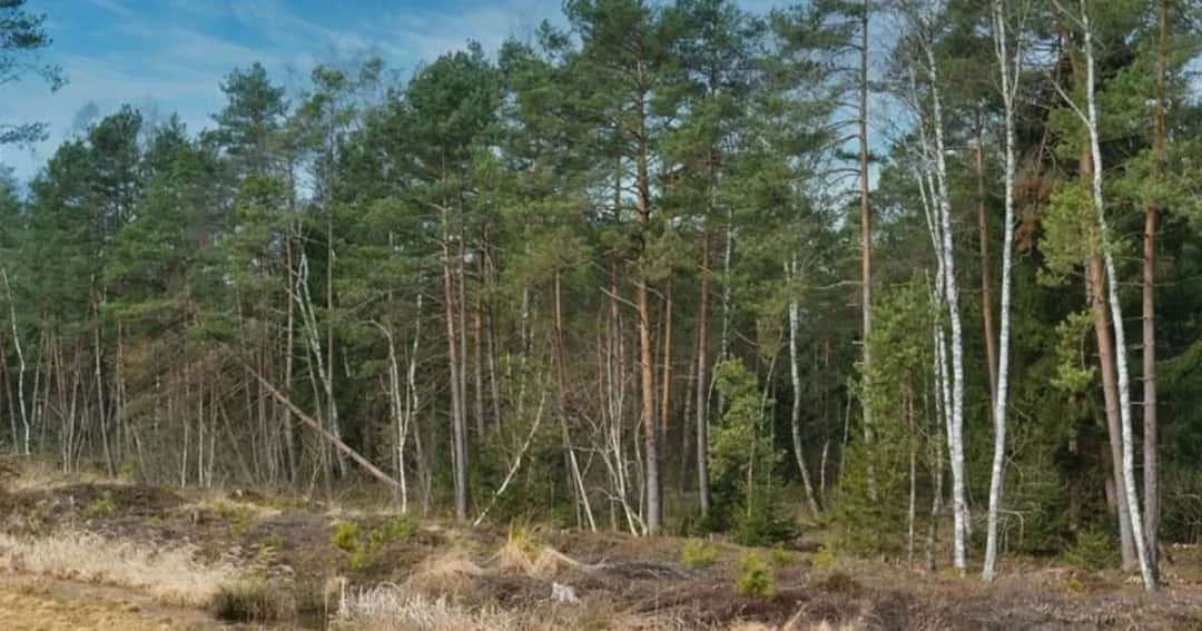 Czy działkę leśną można przekształcić na budowlaną? Oto co musisz wiedzieć