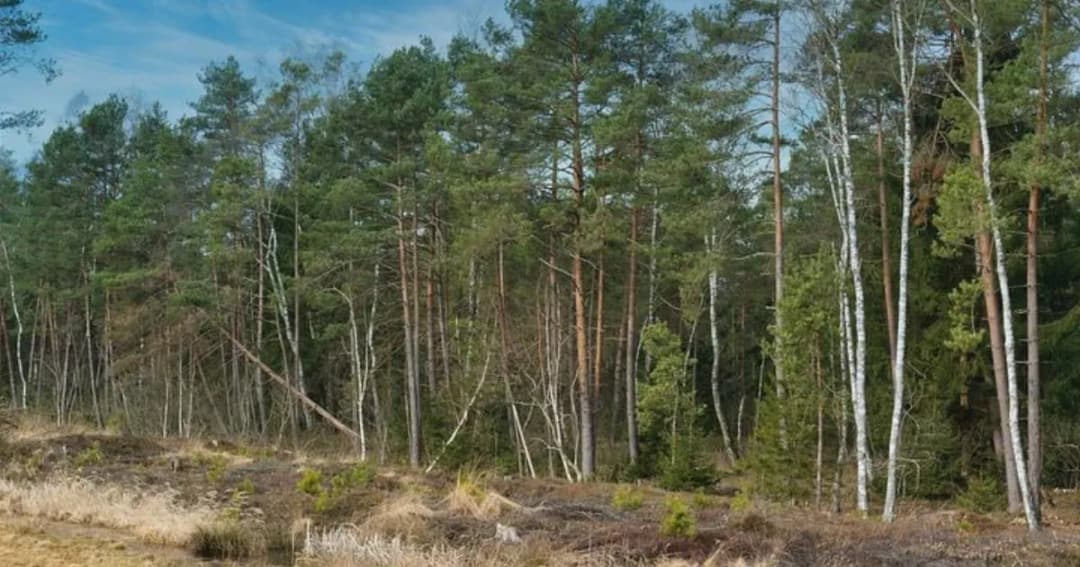 Czy działkę leśną można przekształcić na budowlaną? Oto co musisz wiedzieć