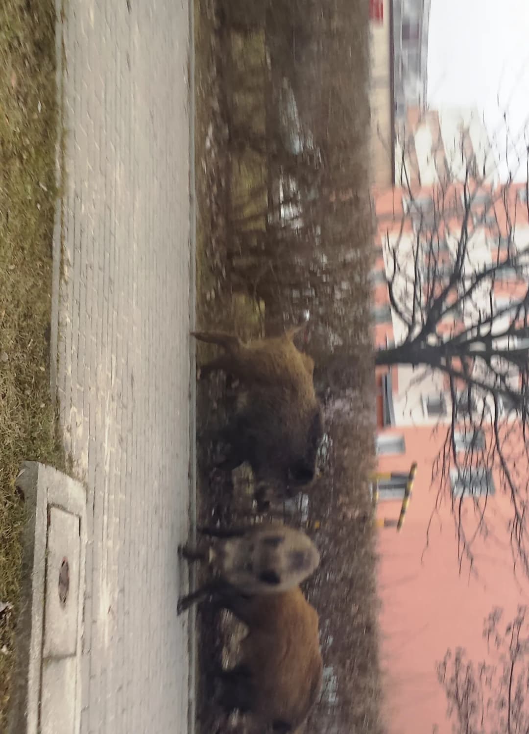 Jak bezpiecznie postępować z dzikami na osiedlu - ważne kroki