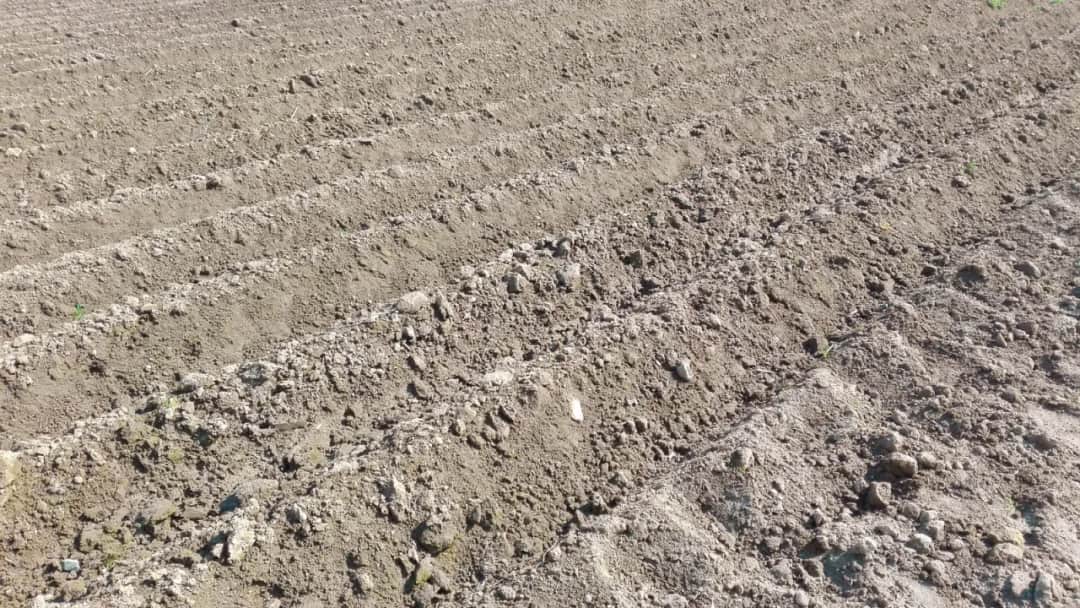 Kiedy sadzimy ziemniaki na działce, aby uniknąć przymrozków i strat