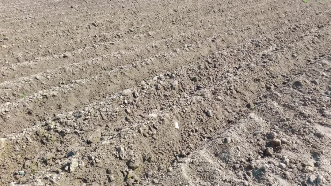 Kiedy sadzimy ziemniaki na działce, aby uniknąć przymrozków i strat