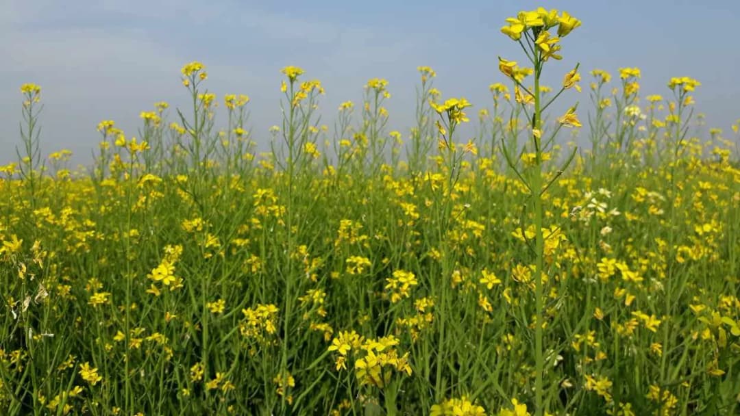Jak siać gorczycę na poplon na działce, aby uniknąć błędów w uprawie