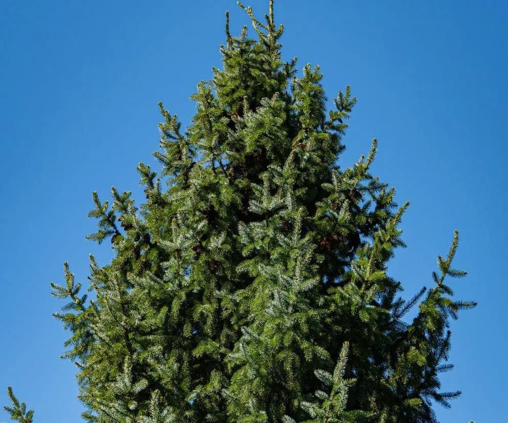 Czy można wyciąć świerk na działce bez zezwolenia? Sprawdź zasady