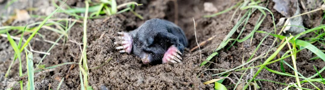 Skuteczne sposoby, jak się pozbyć kretów z działki bez szkody dla zwierząt